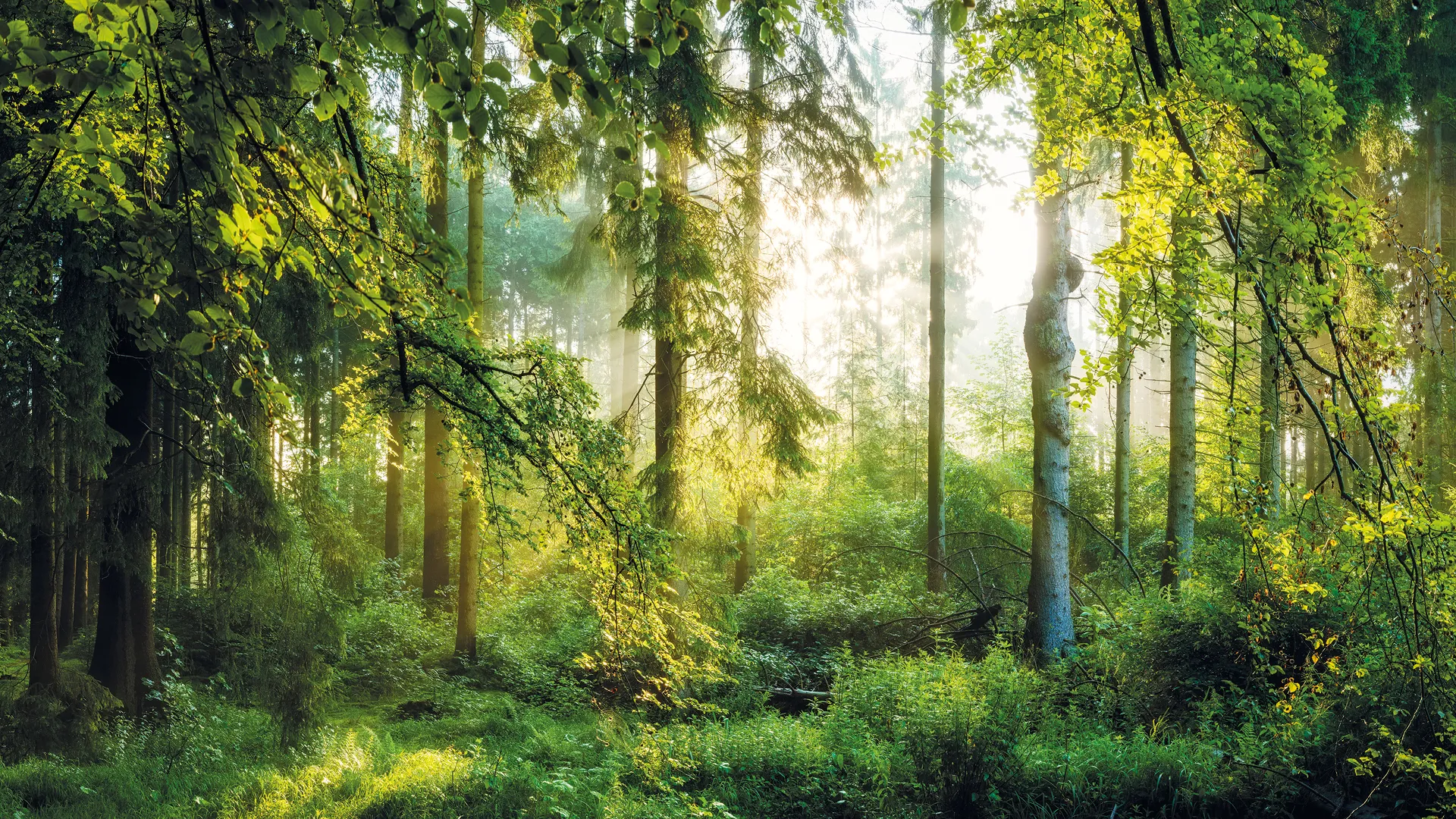 Foto: Xurzon / iStockphoto